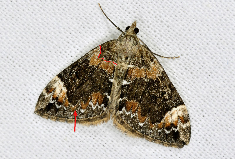 Geometridae: Dysstroma sp.
